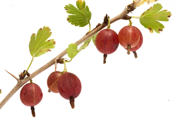 Gooseberries. — Stock Photo, Image