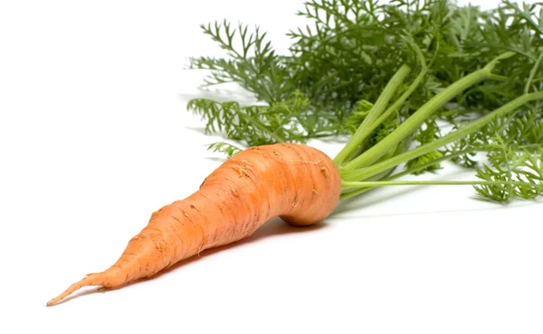 stock image Carrot.