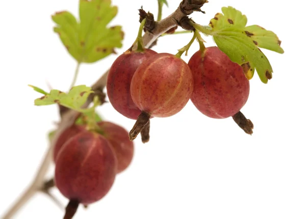 Gooseberries. — Stock Photo, Image