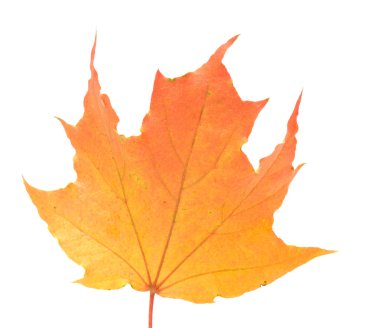 Maple leaf. clipart