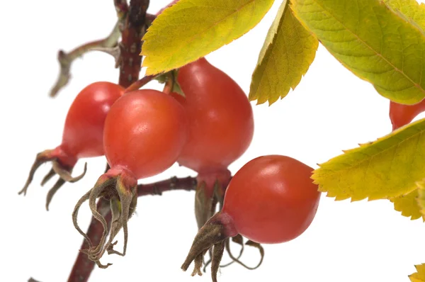 Dogrose berry. — Stock Photo, Image