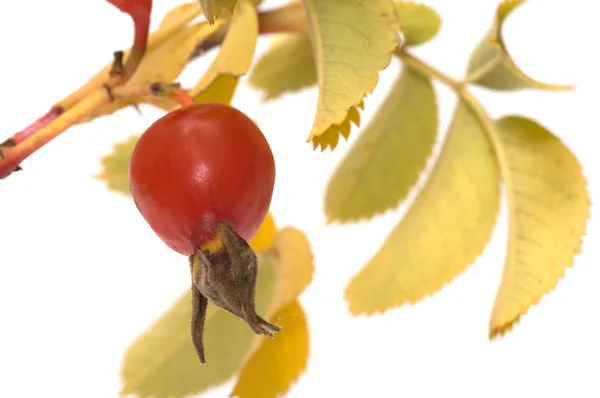 Dogrose berry. — Stockfoto