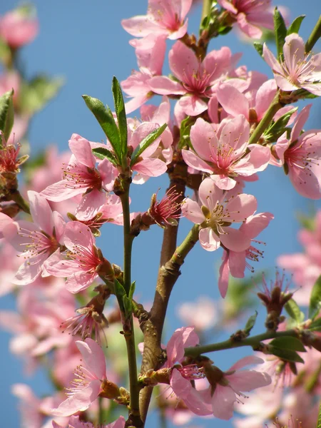 Flowering peach tree on a background sky — Stock Photo, Image