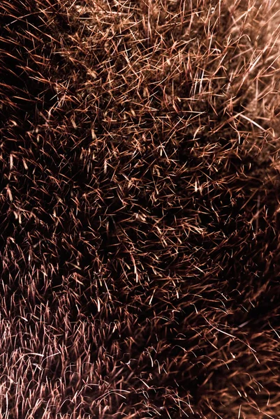 Brown fur texture — Stock Photo, Image