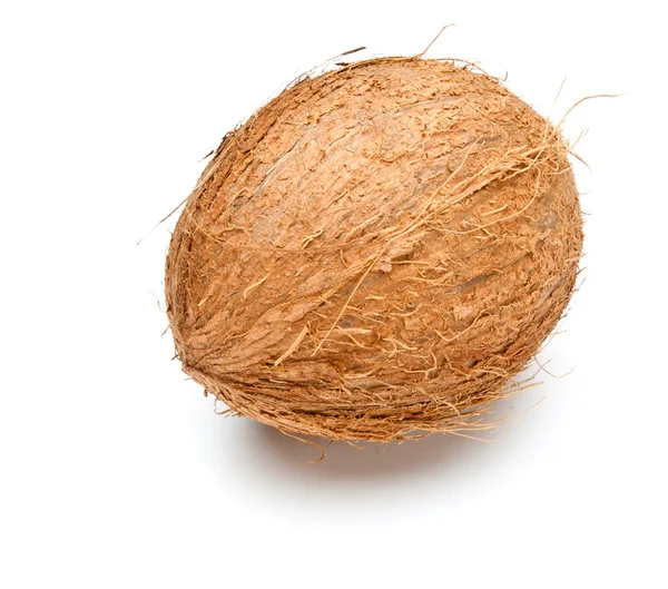 Single coconut — Stock Photo, Image