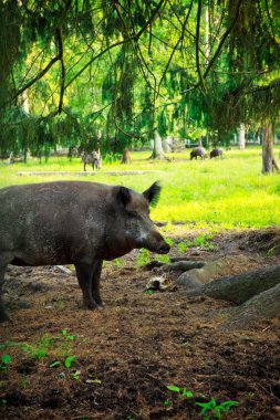 Wild boar clipart