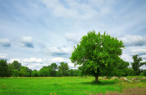Árbol en pradera verde —  Fotos de Stock