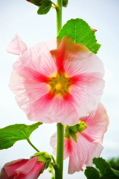 Mallow kwiat na łodygi — Zdjęcie stockowe