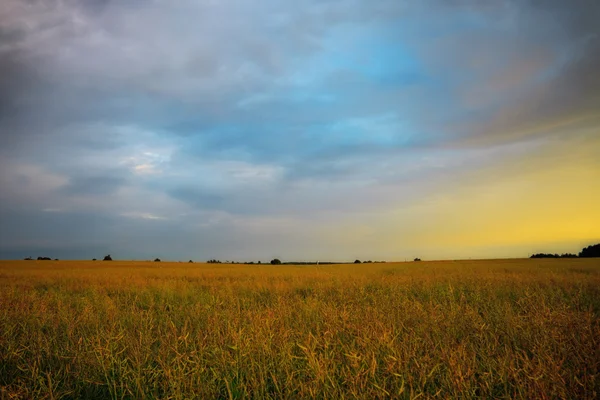 Желтое поле на закате — стоковое фото