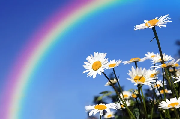 在彩虹保护下的雏菊字段 图库图片