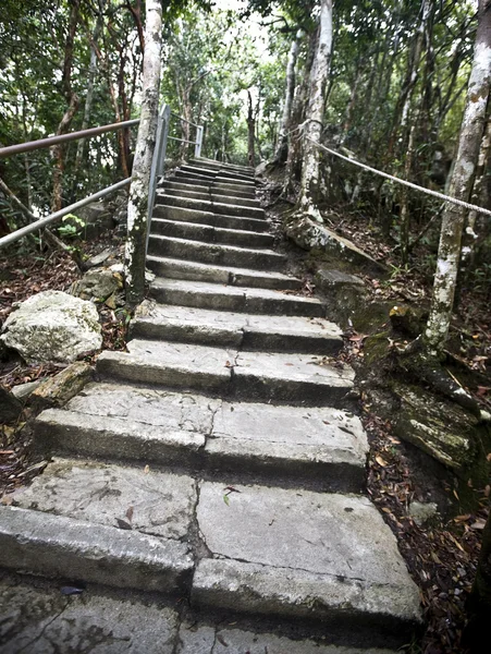 Escalera de piedra en la selva verde . — Foto de Stock