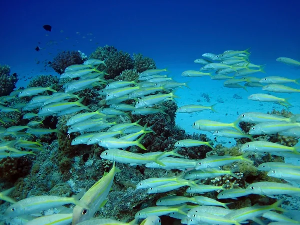 Grupo de peces de coral en el agua . — Foto de Stock