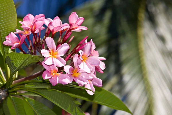 Fleur tropicale avec feuille.Frangipani — Photo