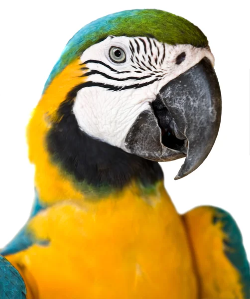 Portrét tropických divoké papouška. — Stock fotografie