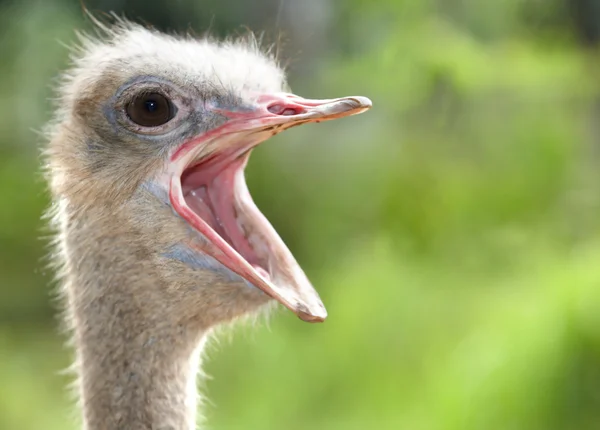 Cabeça de avestruz com boca aberta . — Fotografia de Stock