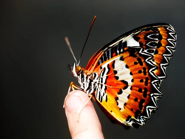 Krásný motýl na prstu dítěte. — Stock fotografie