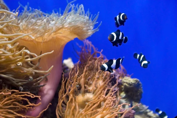 Peces de coral y actinia en el agua . — Foto de Stock