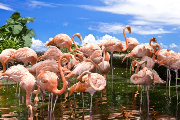 Flamingolar mavi gökyüzü karşı grup. — Stok fotoğraf