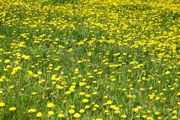 stock image Background with field of dandelion.