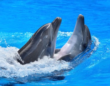 Couple of dolphin in blue water. clipart
