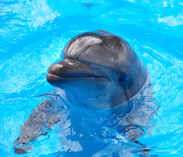Delfín en agua azul . — Foto de Stock