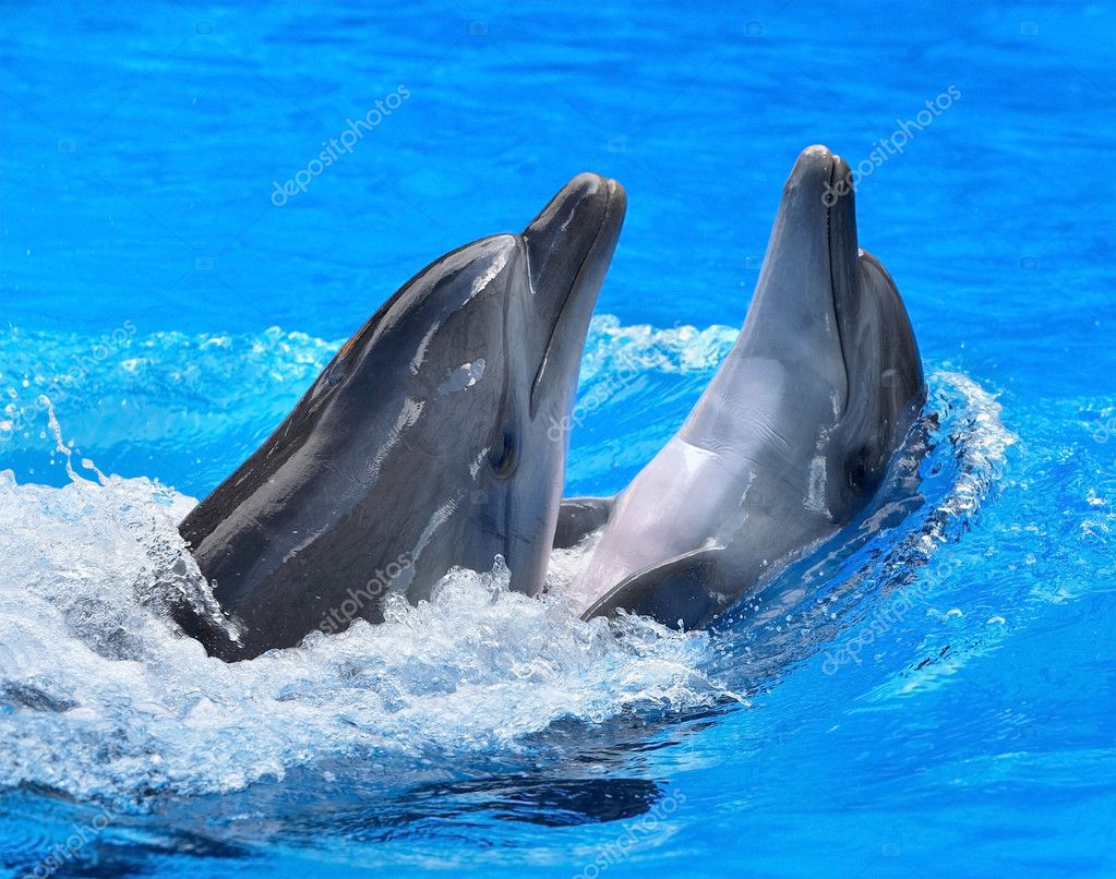 Un par de delfines en agua azul .: fotografía de stock © poznyakov ...