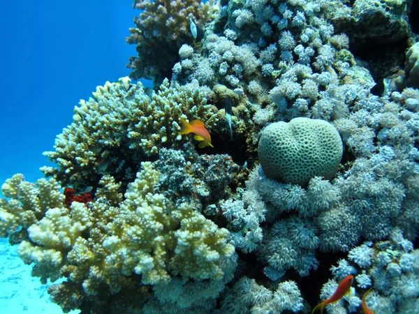 Skupina korálů v modré vodě. — Stock fotografie