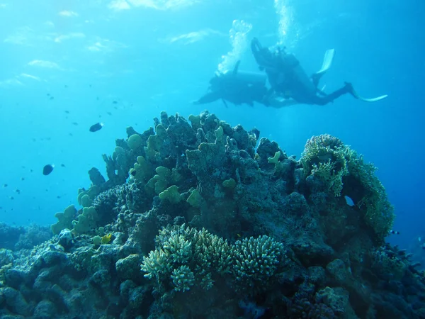 青い水の中のサンゴ礁の魚たちのグループ. — ストック写真