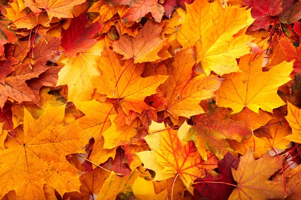 Achtergrond groep herfst oranje bladeren. — Stockfoto