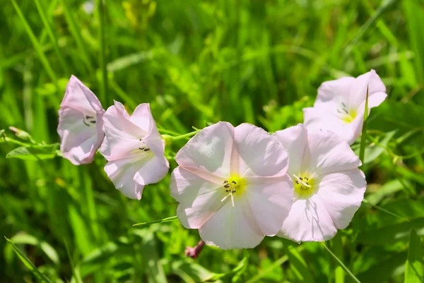 stock image Bindweed (Calystegia sepium)