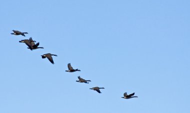 Flying Geese clipart