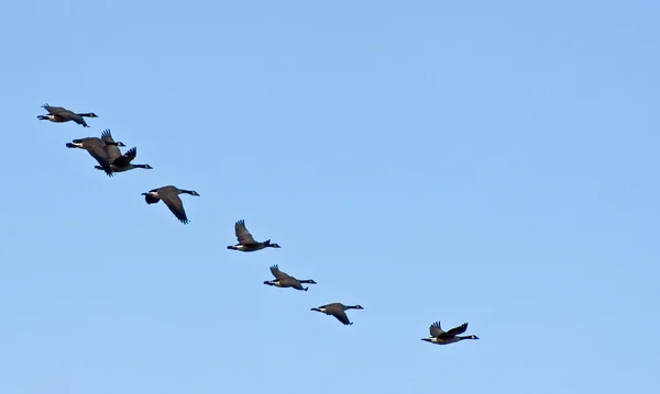 stock image Flying Geese