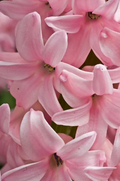 Fioriture di giacinto rosa — Foto Stock