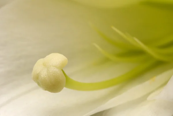 Paskalya lily ercik — Stok fotoğraf