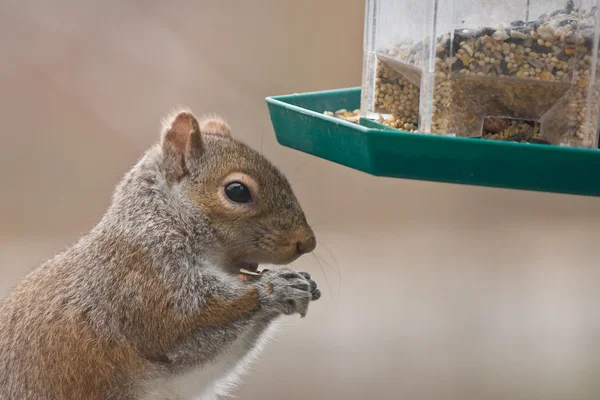 Squirrel and bird feeder — Stock Photo, Image
