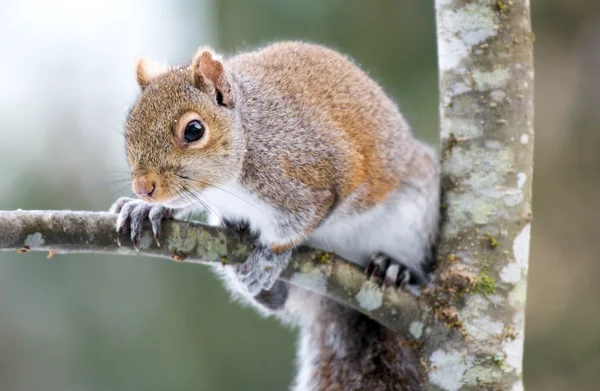 Squirrel on Tree — Stock Photo, Image