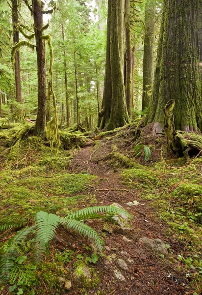 Vecchia crescita Forest Path — Foto Stock