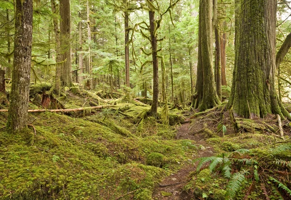 Pacific Northwest Rain Forest — Zdjęcie stockowe