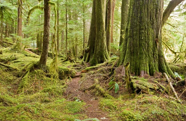 Wzrost starego lasu — Zdjęcie stockowe