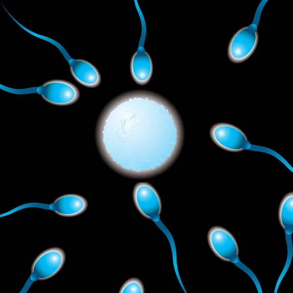 Sperma n ovulo — Vettoriale Stock