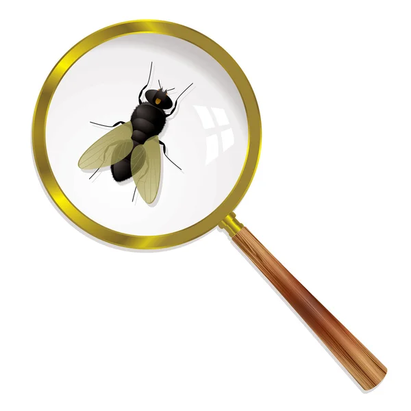 Magnify fly — Stock Vector