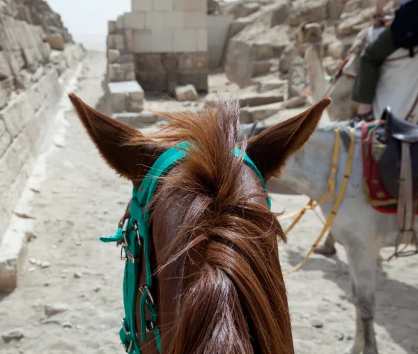 On horse ride by the pyramids in Cairo — Stock Photo, Image