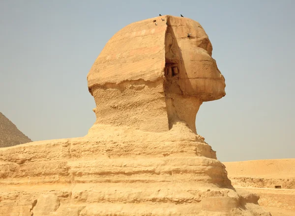 Пирамиды Сфинкса и Гизы в Египте — стоковое фото