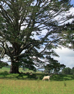 Rolling countryside in New Zealand clipart