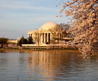 Jefferson memorial arkasında kiraz çiçeği