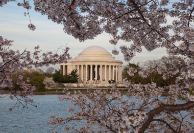 Jefferson Memorial behind cherry blossom clipart