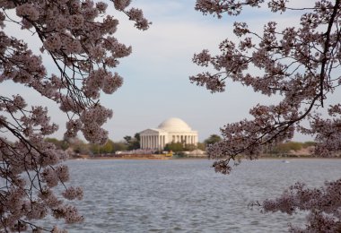 Jefferson memorial arkasında kiraz çiçeği