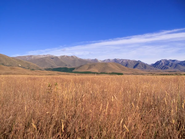 トウモロコシのフィールド フレーム ニュージーランド山 — ストック写真