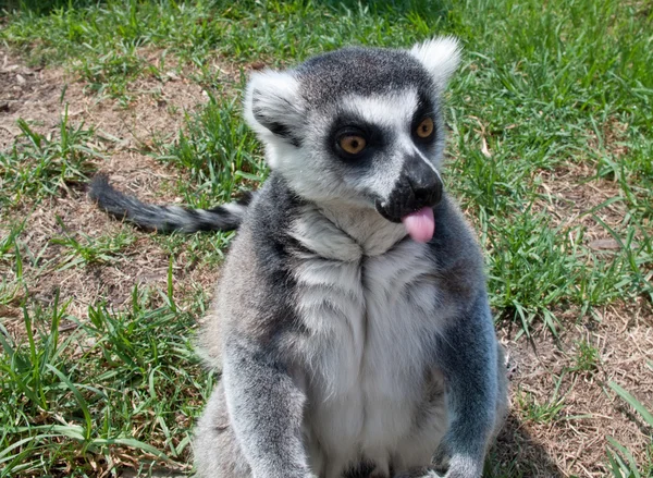 Lemur zijn tong uitsteekt — Stockfoto