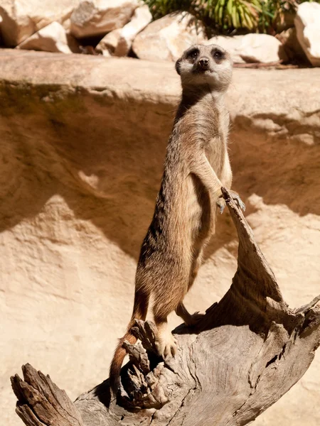 Meerkat staande op logboek — Stockfoto